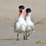 Caspian Tern